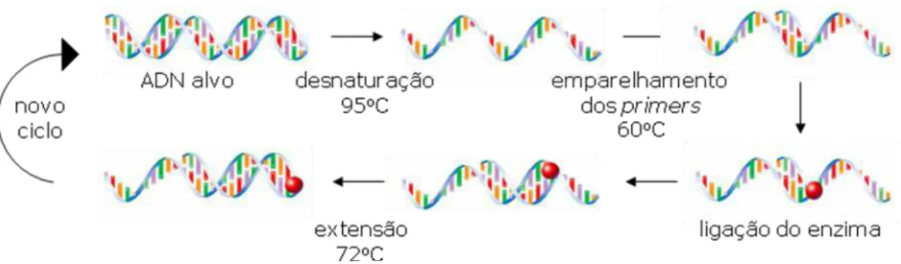 Figura 2 – Técnica de PCR  