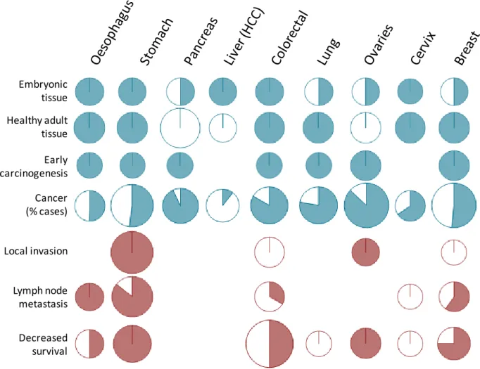 Figure  4.  Graphic  overview  of  STn  expression  in  cancers.  The  picture  represents  the  published papers reviewed herein sorted by cancer type