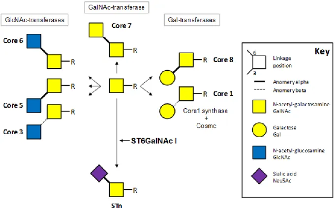 Figure 1. The initial steps of the O-glycan biosynthesis showing cores and sialyl-Tn (STn)  competition for the initial GalNAc