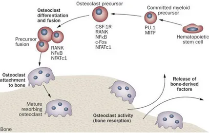 Fig. 3  –  Osteoclast development and activity (Adapted from Edwards and Mundy, 2011)