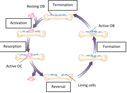Fig. 4 – Bone remodeling process (Adapted from Wiley). 