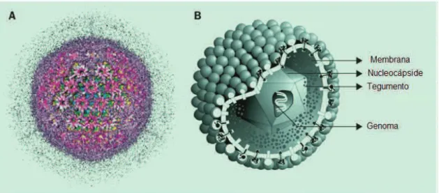 Figura 3  –  Vírus Citomegálico Humano. (A) Visualização tridimensional da cápside/tegumento  do  vírus;  (B)  Modelo  Tridimensional,  mostrando  vários  componentes  do  vírus  (adaptado  de  Gandhi,  Maher,  Rajiv  Khanna