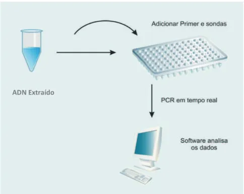 Figura  6  –  Esquema  do  método  de  PCR  em  Tempo  Real  (adaptado  de  Weck,  Karen