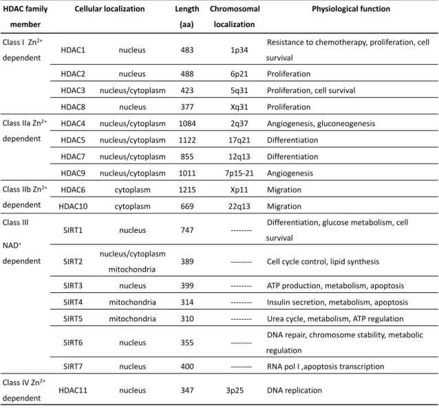 Table  1.  2  -  Classes  of  histone  deacetylases;  localization  in  the  cell,  length,  chromosomal  localization and function 