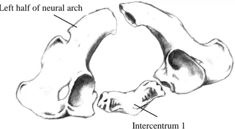 Figure 1 - Atlas ossification centers (drawn by Luís Agostinho 1 ). 