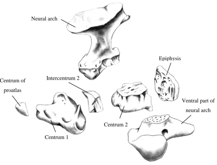 Figure 2 - Axis ossification centers (drawn by Luís Agostinho). 