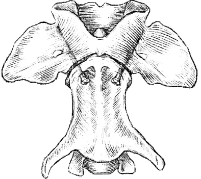 Figure 5 - Position of screws in  ventral transarticular fixation (adapted from  Sharp and Wheeler,  2005)