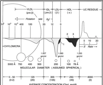 Figure 1. Schematic presentation of the major lipoproteins in normal human plasma. From Olson 1998