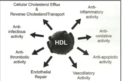 Figure  6.  Summary  of  the  key  anti-atherogenic  properties  attributed  to  high  density  lipoprotein  (HDL)