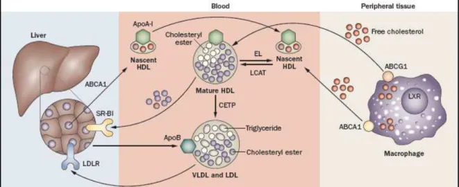 Figure  7.  HDL  metabolism  and  reverse  cholesterol  transport  (RCT).  The  liver  secretes  lipid-poor  apolipoprotein A-I (ApoA-I), which quickly acquires cholesterol via the hepatocytes ATP-binding cassette  sub-family  member  1  transporter  (ABCA
