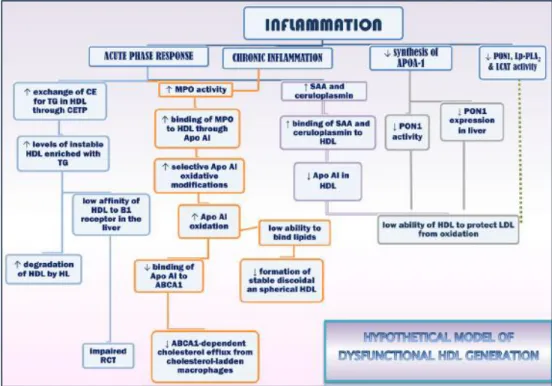 Figure 12. Proposed model for generating dysfunctional HDL. From Otocka-Kmiecik et al, 2012