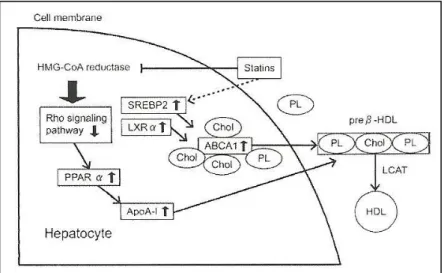 Figure  17.  Mechanism  of  up-regulation  of  ApoA-I  production  by  statins  and  effect  on  ABCA1
