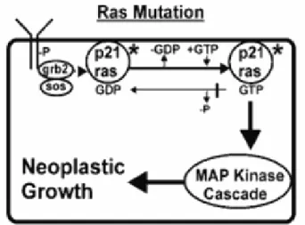 Figura  7  -  Mutações  activantes  do  RAS.  As  mutações  no  gene  RAS  resultam  na  produção  de  proteínas  que  se  unem  ao  GTP,  mas  não  têm  capacidade  GTP-  ásica