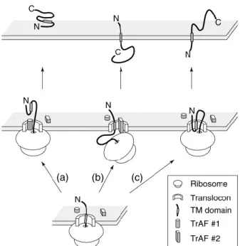Figure  1.  Putative  mechanism  for  generating  different  topological  forms:  The  PrP c   is  translocated to the endoplasmic reticulum (ER) by ribosomes