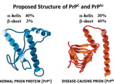 Figure 3. Structure of PrP c  and PrP Sc : Normal and disease-causing prions structures (Take from  Lee et al., 2013)