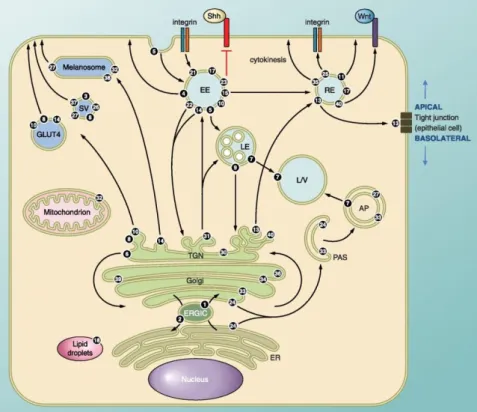 Figure  7.  The  intracellular  localization  and  associated  vesicle  transport  pathway(s)  of  several Rab GTPases in eukaryotic cell