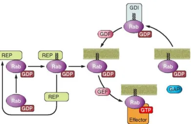 Figure  8.  Activation  cycle  of  small  G  proteins  and  their  regulatory  proteins