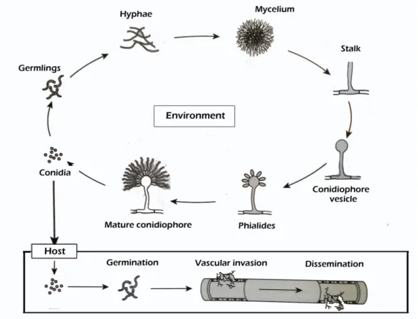 Figura 1: O ciclo de vida assexuado e patogênese de A. fumigatus 