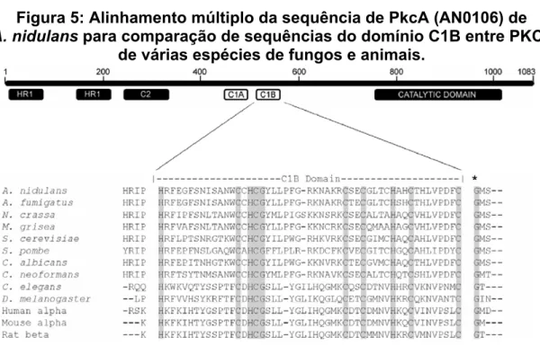 Figura 5: Alinhamento múltiplo da sequência de PkcA (AN0106) de            A. nidulans para comparação de sequências do domínio C1B entre PKCs 