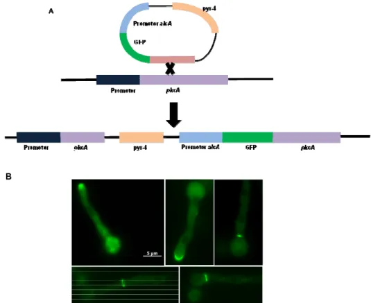 Figura 7: Construção da linhagem alcA::pkcA::GFP e análise da  localização subcelular da pkcA de A