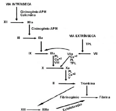 Figura 6 – Esquema representativo da cascata de coagulação. Os fatores de coagulação são apresentados em  numeração romana; o a indica se o respetivo fator está ativado