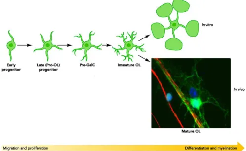 Figure 1. Oligodendrocyte development and differentiation. Representative scheme of the morphology  alteration  of  oligodendrocytes  during  development  and  differentiation  and  an  in  vivo  image  of  a  mature  oligodendrocyte  (in  green)  myelinat