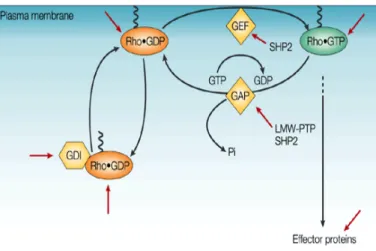 Figure 3. GEFs, GAPs and GDIs regulating Rho GTPases. The activity of the Rho GTPases is modulated  by  Rho  regulatory  proteins  of  the  following  classes:  GEFs,  which  activate  Rho;  GAPs,  that  facilitate  inactivation of GTP-bound Rho by increas