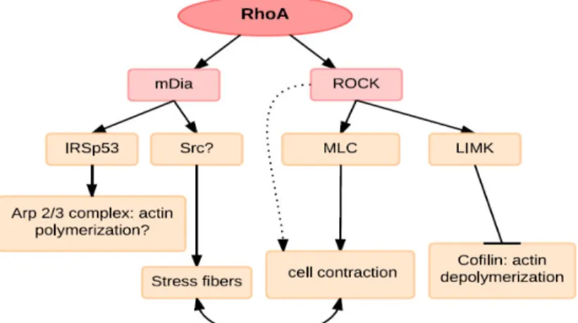 Figure 5. RhoA effectors linked to actin reorganization. Rho via ROCK can stimulate myosin light chain  (MLC) phosphorylation and together with mDia induces stress fibre formation