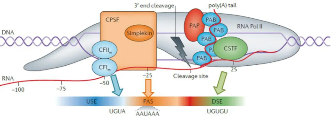 Figure 7. Core pre-mRNA 3’end processing machinery involved in cleavage and polyadenylation