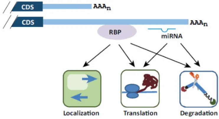 Figure  9.  Regulation  by  cis -  and  trans- acting  elements  in  the  3’  UTR  originated  by  APA