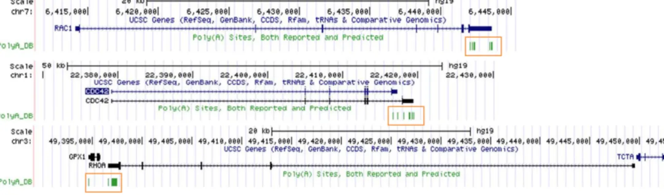 Figure 10. Reported and predicted PAS for human Rac1, Cdc42 Iso1/2 and RhoA. The scheme represent  the genomic sequence of the genes with the black boxes (Cdc42 Iso1 and RhoA) and blue boxes (Rac1 and  Cdc42 Iso2) showing the exons, and the narrow boxes sh