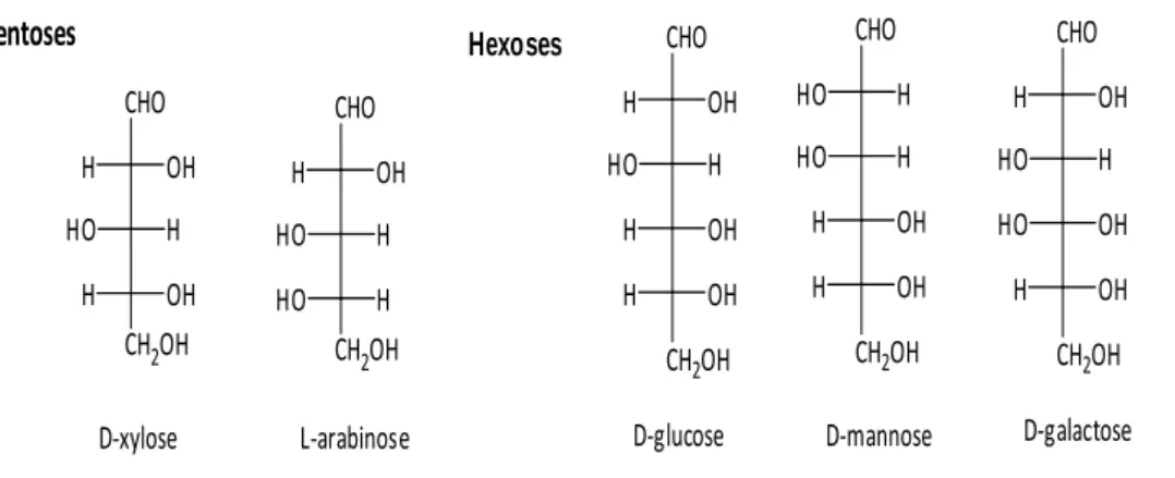 Figure 5 - Chemical structure of sugar building blocks. 