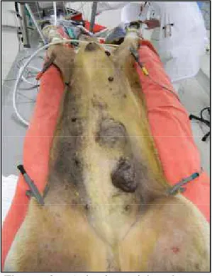 Figura 3- Animal posicionado em  decúbito dorsal e instrumentado para o  procedimento
