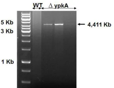 Figura 6: Confirmação da deleção do gene  ypkA no mutante, por PCR, através dos primes 500 ups  (para confirmação no lócus) e pyrG REV