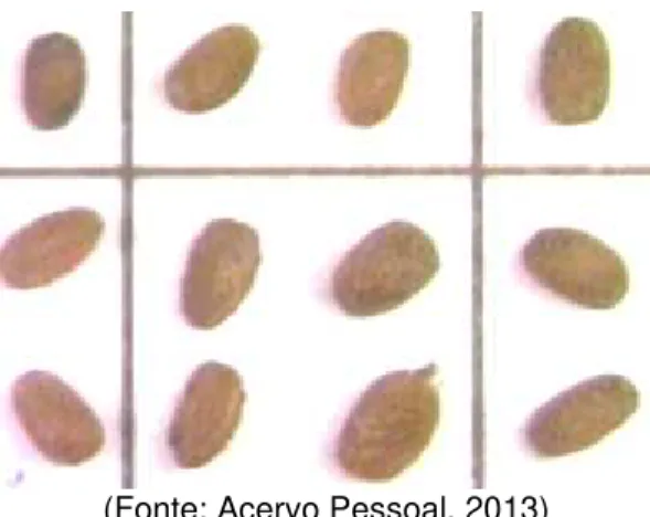 Figura 7 - Imagens de sementes de C. glaziovii obtidas através de microscópio óptico com zo- zo-om 6,5X