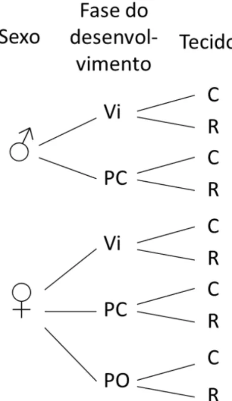 Figura 1.6 – Esquema representando os perfis das bibliotecas de cDNA 
