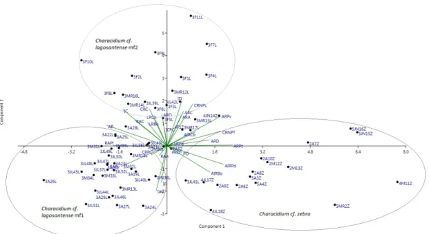 Figura 12 - Projeção dos dois primeiros eixos da Análise de Componentes Principais, gerada a partir  dos  atributos  ecomorfológicos  dos  indivíduos  de  Characidium  lagosantense  mf1,  Characidium  lagosantense  mf2  e  Characidium  zebra  coletados  no