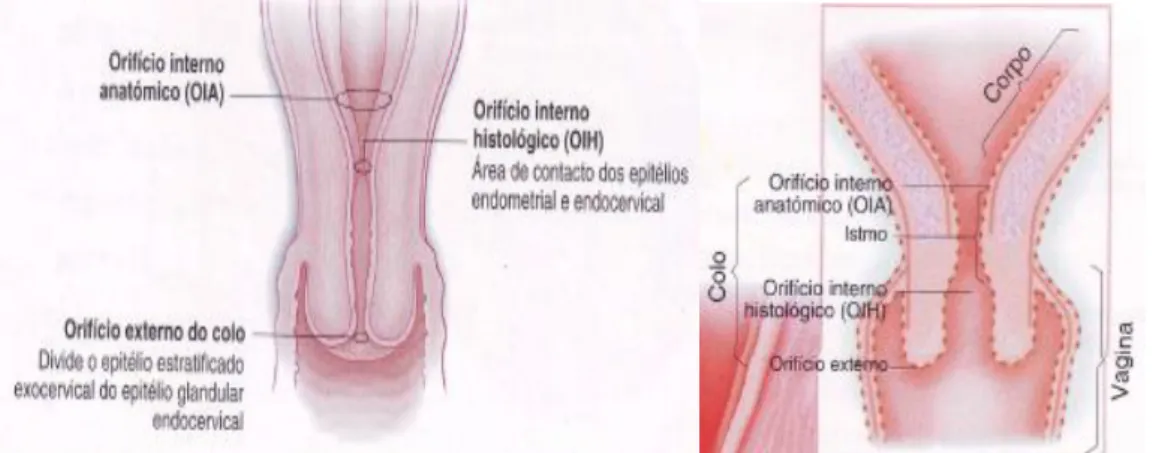 Figura 1  – Anatomia do colo do útero 
