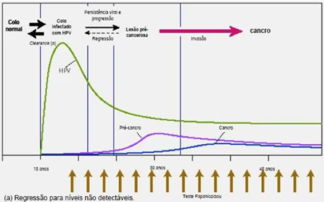 Figura 2 - História natural da infecção por HPV 