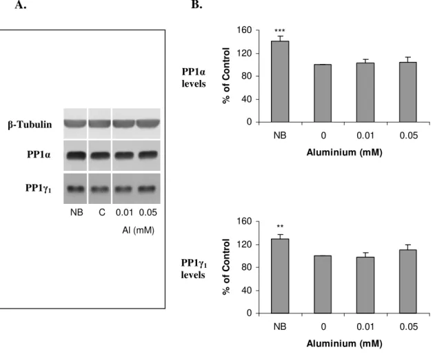 Fig. III.5 - Effect of aluminium on PP1 isoform expression in primary cortical neurons