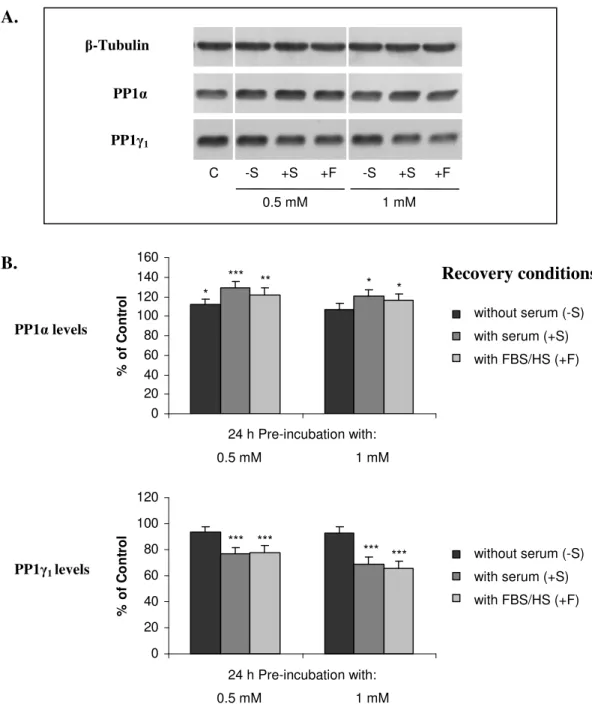 Fig.  II.8  –  Effect  of  aluminium  withdrawal  on  PP1α  and  PP1γ 1   expression  in  PC12  cells
