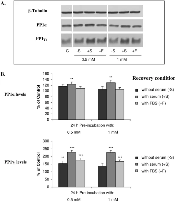 Fig. II.9 – Effect of aluminium withdrawal on PP1α and PP1γ 1  expression in COS-1 cells