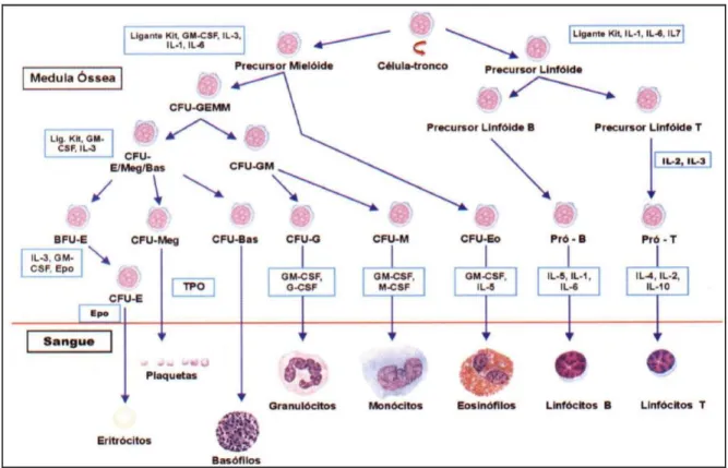 Figura 1: Esquema de diferenciação das células hematopoéticas.