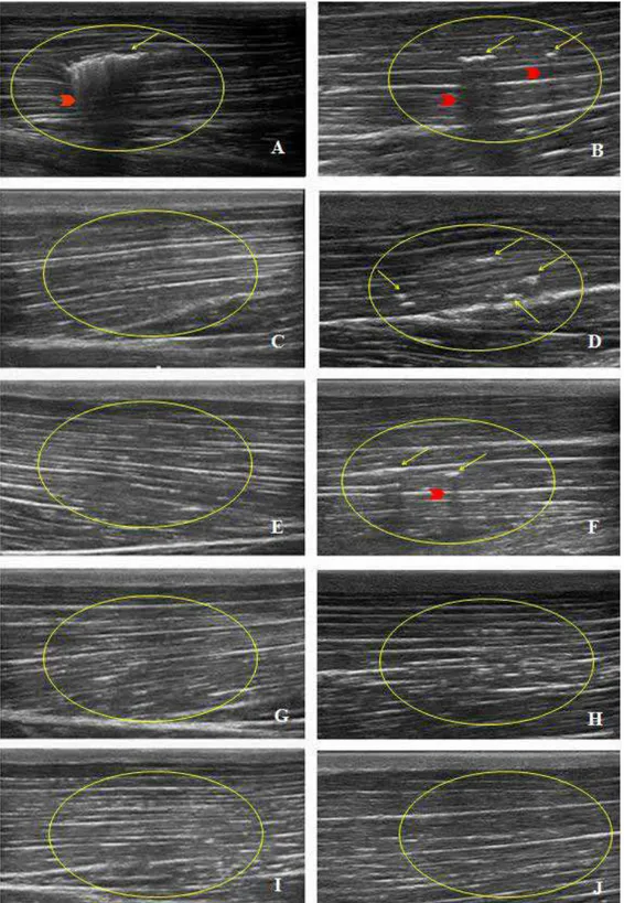 Figura 1- Características ultrassonográficas do tecido muscular do músculo  brachiocephalicus equino na região do transplante de CTM-MO não marcadas com o  nanocristal Qtracker® 655 (A, C, E, F, G, I) e marcadas (B, D, F, H, J) em M0 (A, B),  M24, (C, D), 