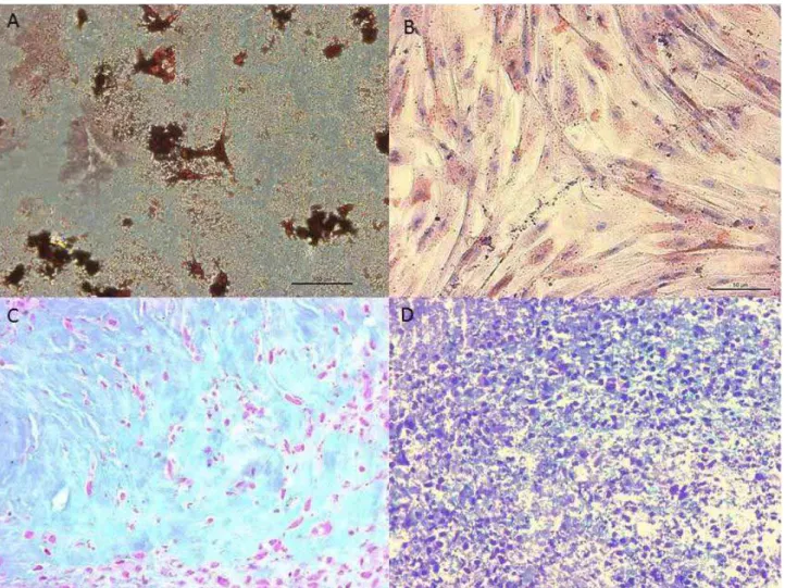 Figura 11 - Diferenciações osteogênica (A), adipogênica (B) e condrogênica (C e D)  das CTM-MO provenientes de um equino eleito doador