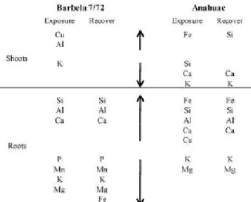 Fig.  2.  Representation  of  nutrients  variations  in  roots  and  shoots  after  72  h  exposure  and  48  h  recovery