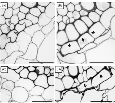 Fig.  3.  Root  cross  sections  of  ‘Anahuac’  plants  showing  endodermis  thickness  in  exposed  plants  (bar  =  50  µm)