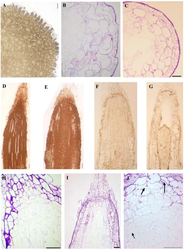 Fig. 3. Root cross sections at meristematic zone stained with Sudan black (A, D-G) and with PAS (B, C, H-J)