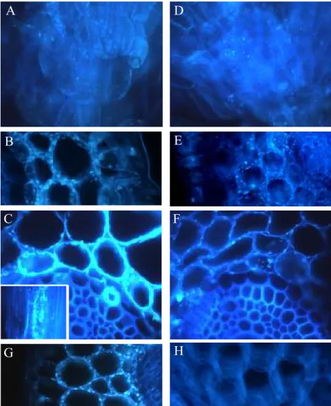 Fig. 4. Spatial distribution of callose accumulation induced by aluminium (Al) exposure in longitudinal and transversal  root  sections  stained  by  aniline  blue