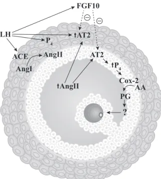 Fig. 4. Proposed model for a single cascade of events to induce ovulation and nuclear oocyte maturation in cattle